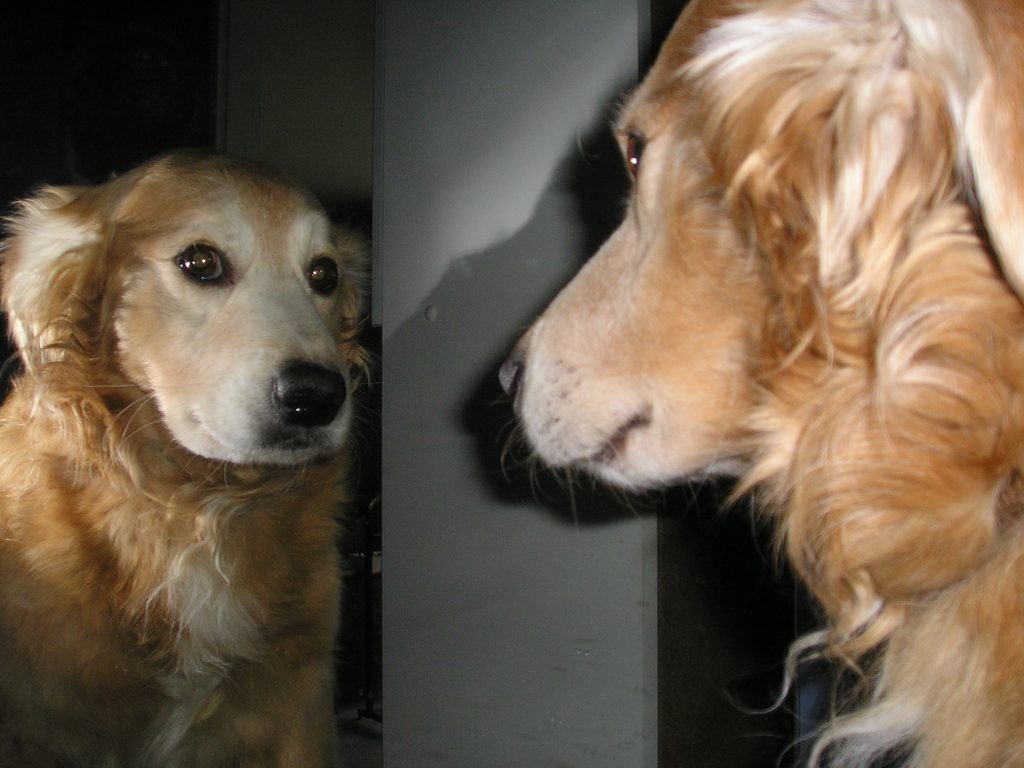 Soigner son chien au naturel - Nico dans le miroir