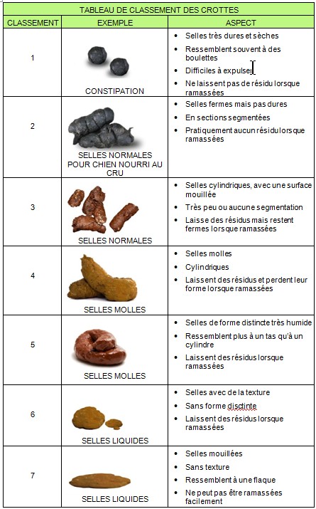 Selles Du Chien Ce Que Les Crottes Peuvent Dire Sur Sa Sante