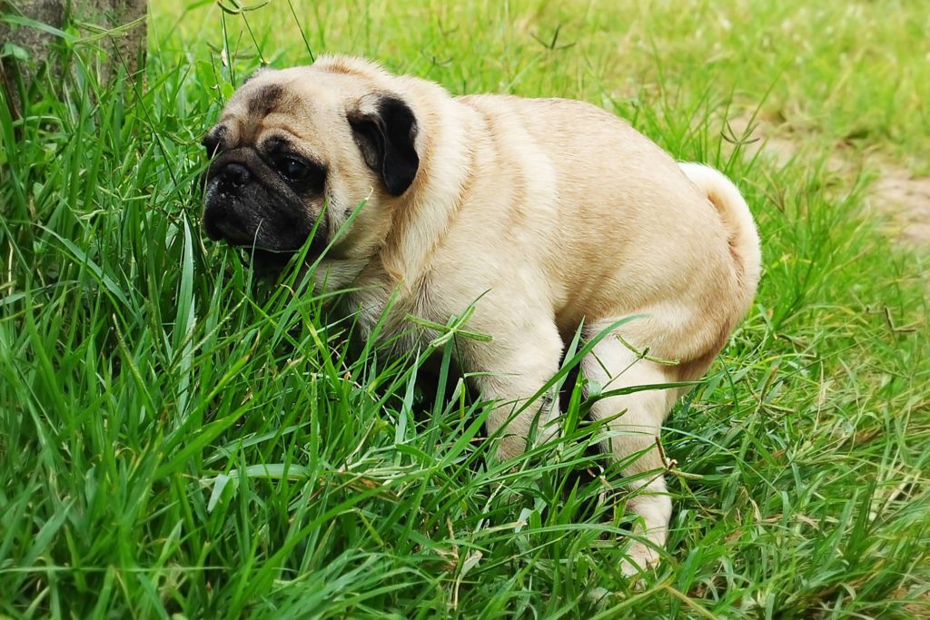 SELLES du CHIEN : ce que les crottes peuvent dire sur sa santé