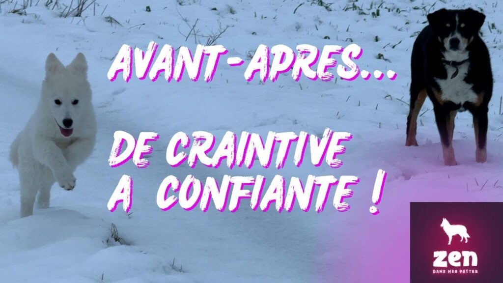 pourquoi les rencontres canines sont essentielles