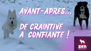 pourquoi les rencontres canines sont essentielles