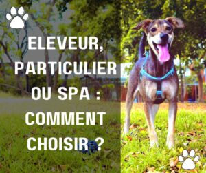 Comment bien choisir son éleveur