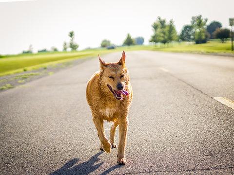 chien marchant sur un goudron chaud